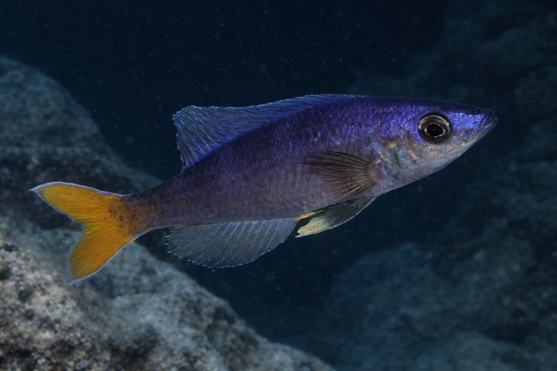 Cyprichromis leptosoma 'Utinta'